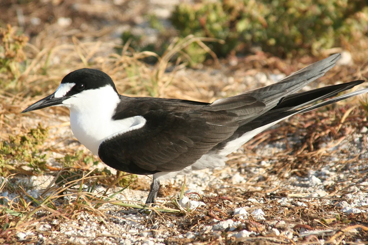 Sooty tern species illustration published by FWS as Culebra refuge ambassador species